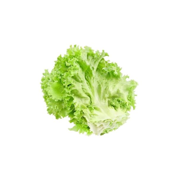 Lettuce Green Ice