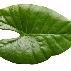 Leaves