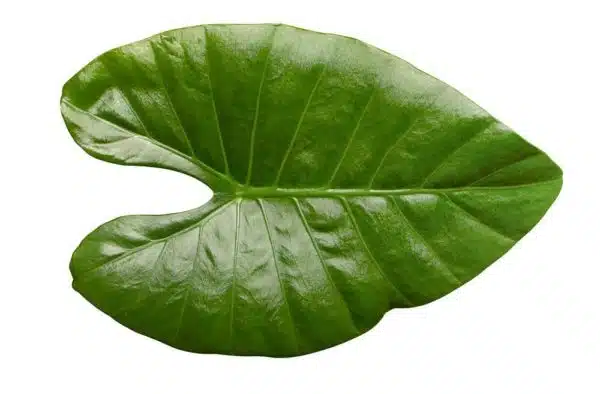 Leaves