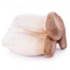 oyster-mushroom