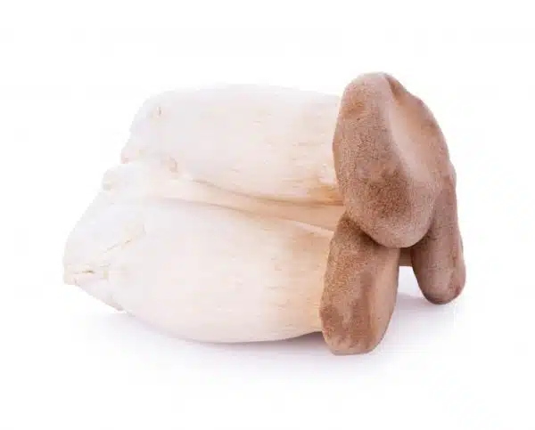 oyster-mushroom