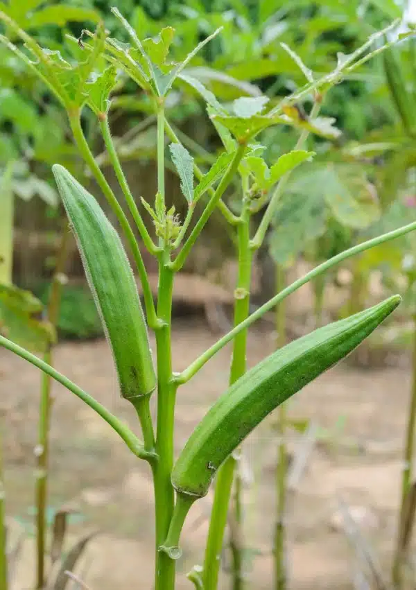 Okra (Ladies' fingers)