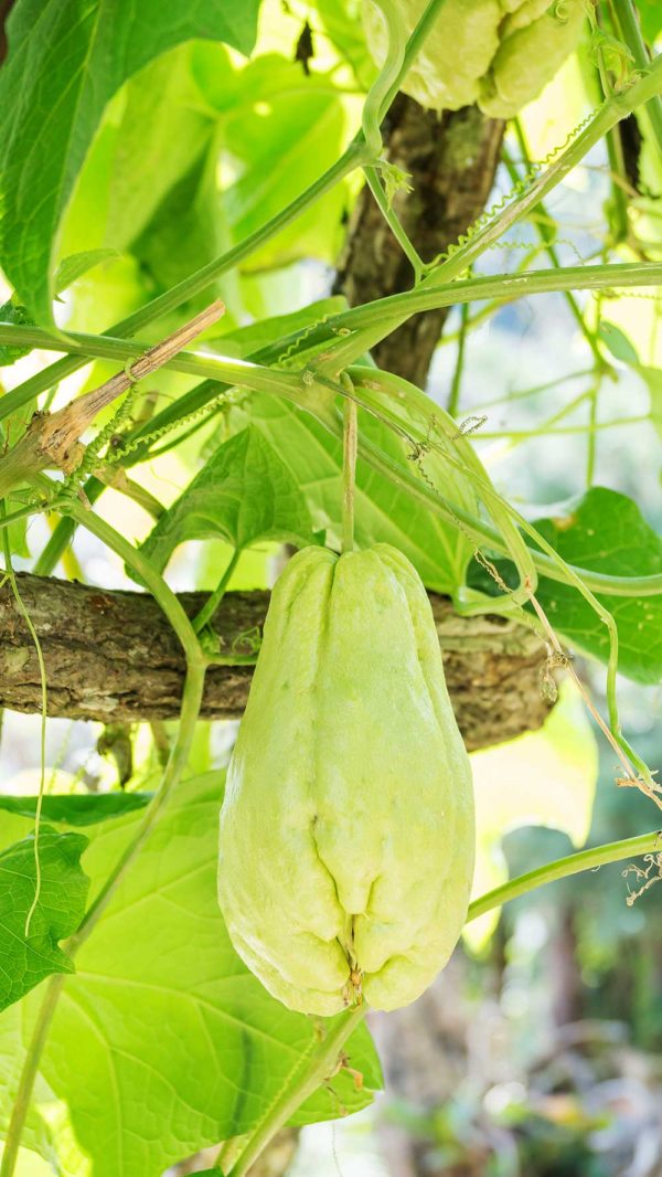 Sayote (Chayote)