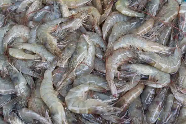 Raw fresh Shrimp