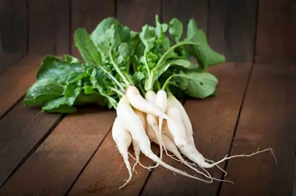 Labanos (Radish)