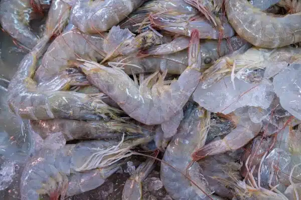 Raw Fresh shrimp