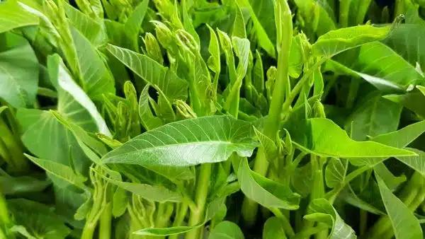 Kangkong (Water Spinach)