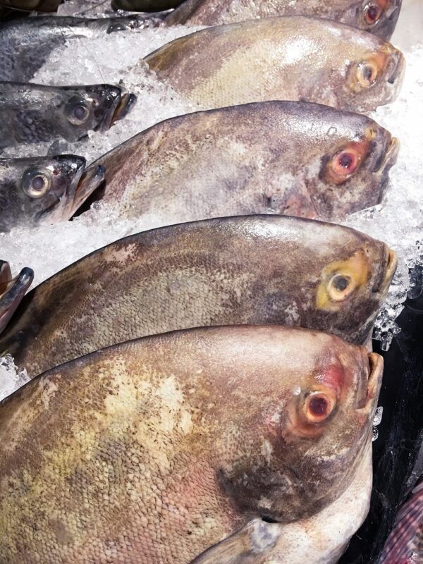 Black Pomfret fish