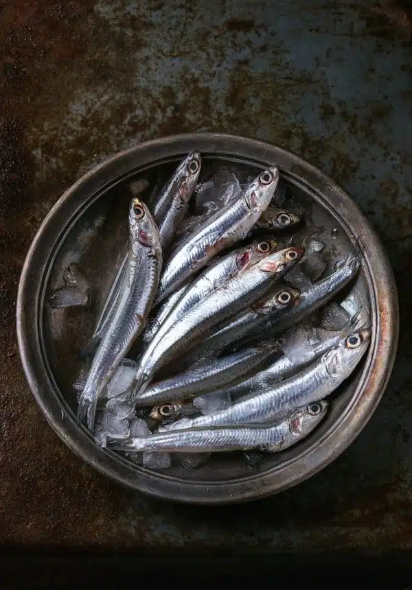 Raw fresh anchovies fishes