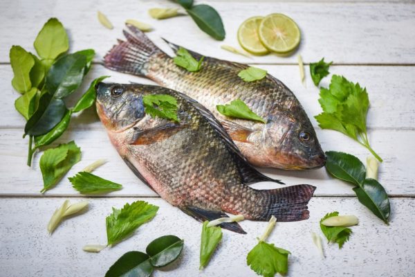 Tilapia fish freshwater and lemon lime herb vegetable for cooking