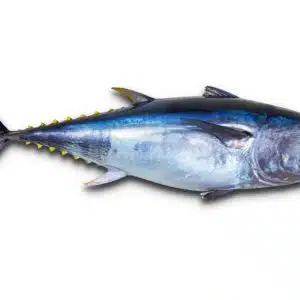 Bluefin Tuna