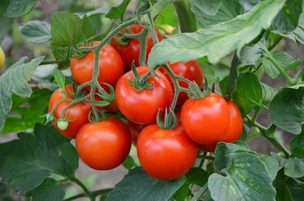 Kamatis (Tomato)