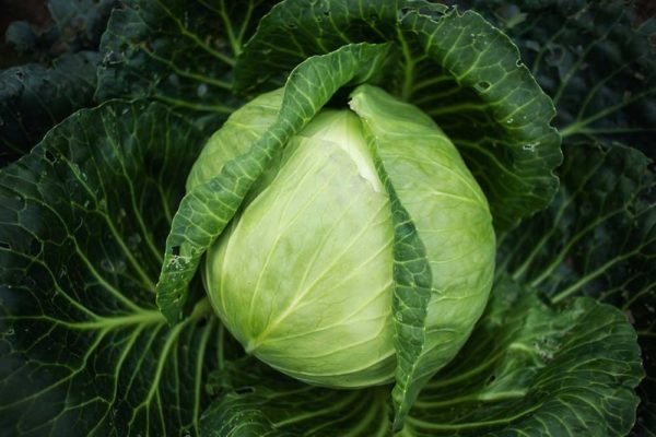 Repolyo (Cabbage)