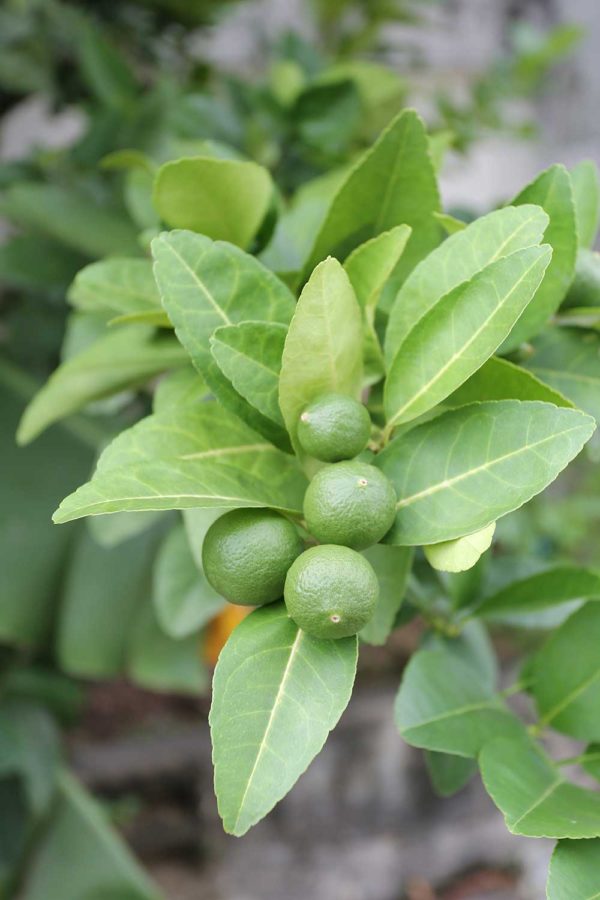 Calamansi