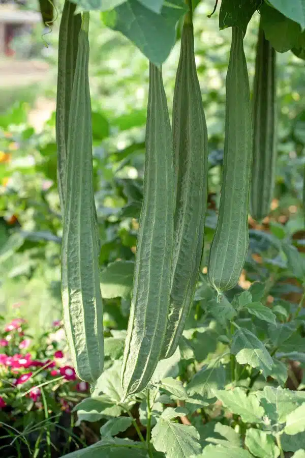 Patola (Luffa Gourd)