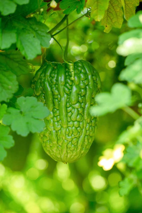 Ampalaya Bilog (Bitter Melon)