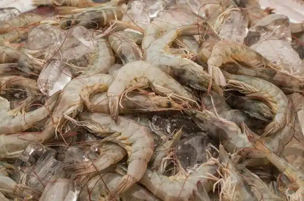 Fresh Shrimp