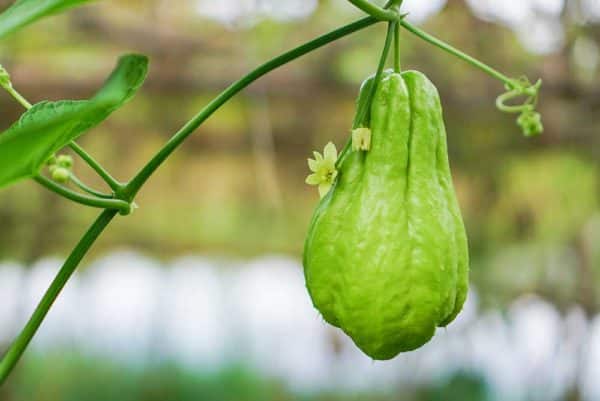 Sayote (Chayote)