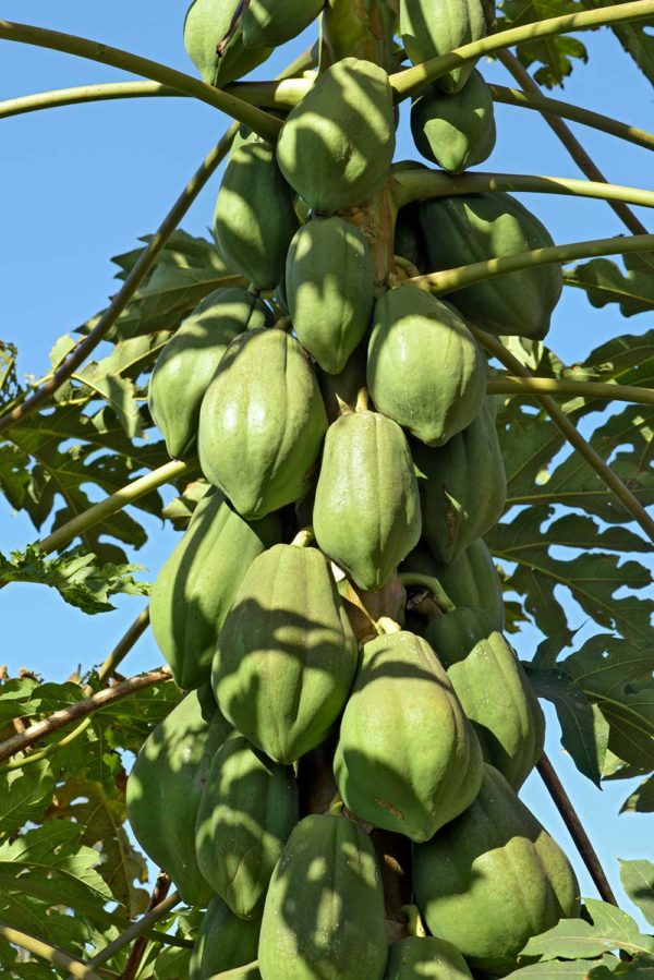 Green Papaya