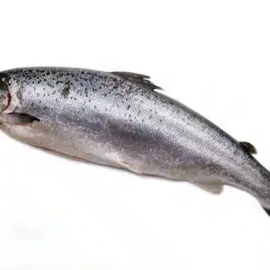 Whole salmon