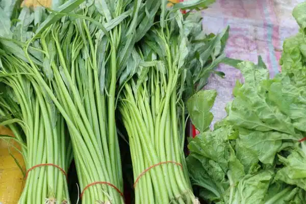 Kangkong (Water Spinach)