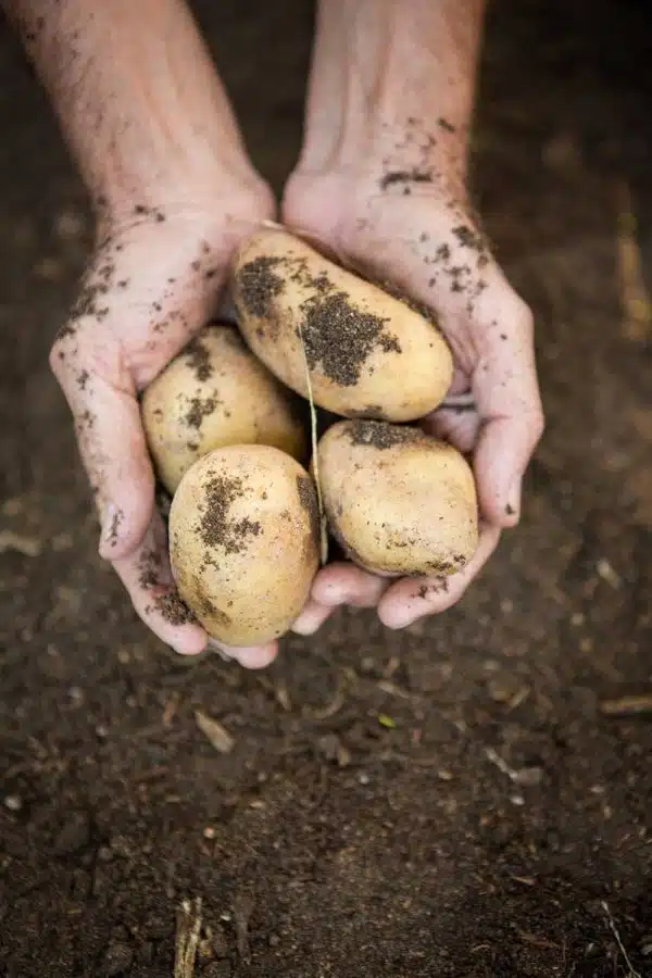 Patatas (Potato-Medium)