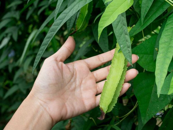 Sigarilyas (Winged Bean)