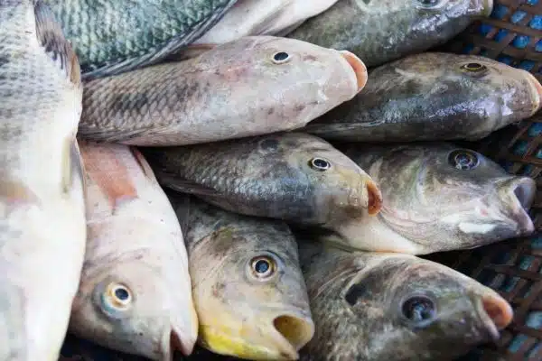 tilapia fishes in the farm