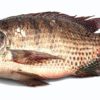 Tilapia Fish