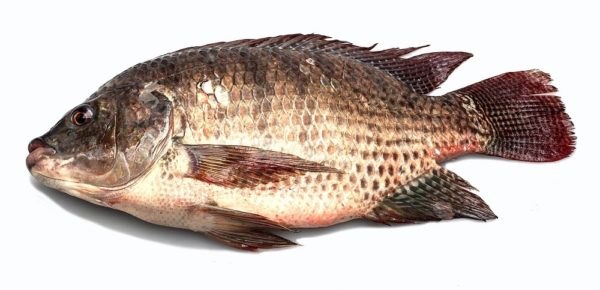 Tilapia Fish