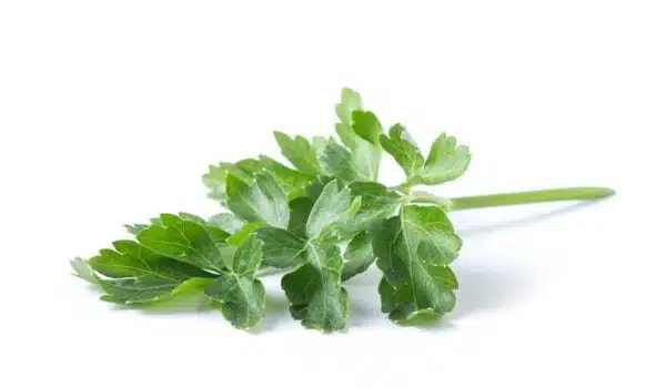 Kinchay (Parsley)