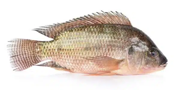 Tilapia Fish