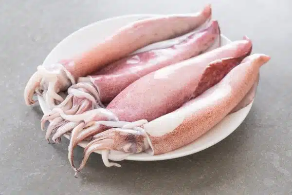 Fresh Squid