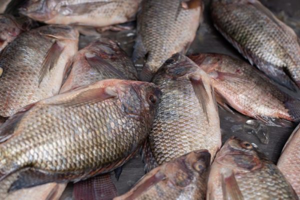 Fresh fish placed on ice sold