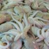 Fresh white squid