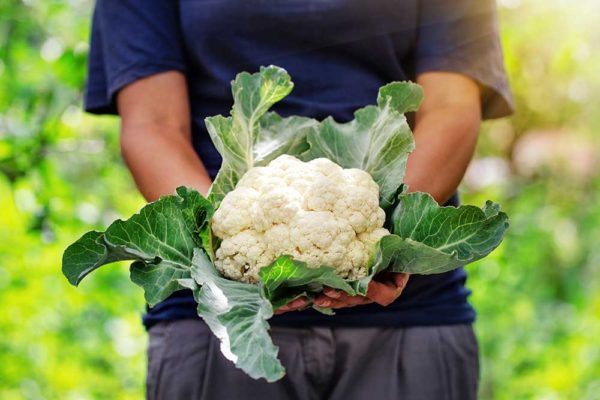 Cauliflower