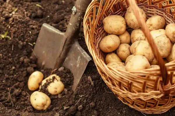 Patatas (Potato-Medium)