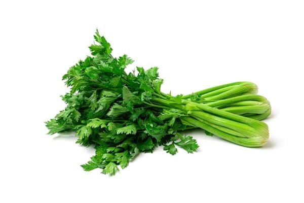 Celery