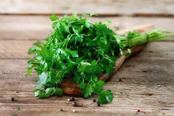 Kinchay (Parsley)