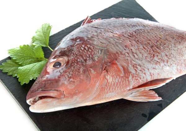 Red snapper