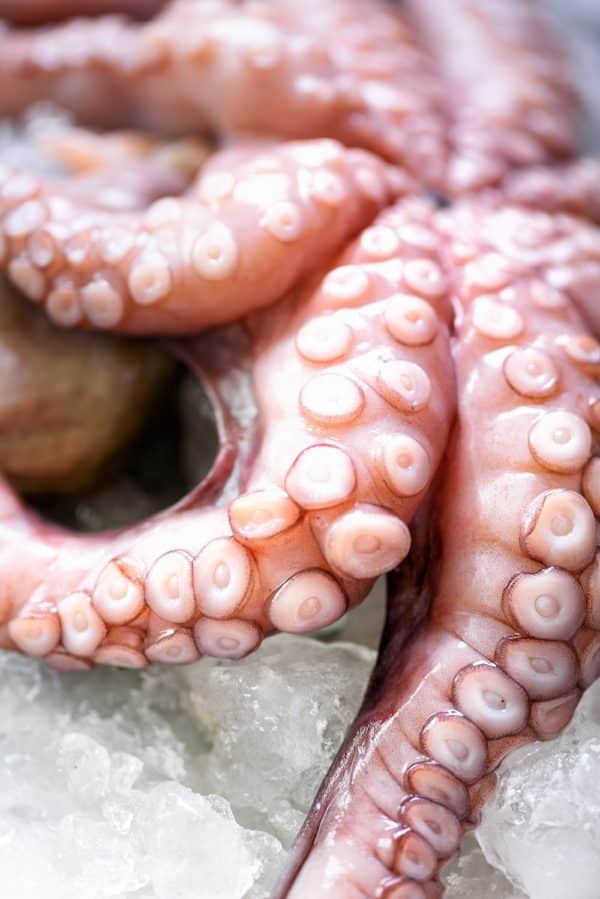 Fresh raw octopus