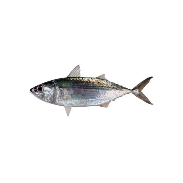 Alumahan Long Jawed Mackerel – 1KG