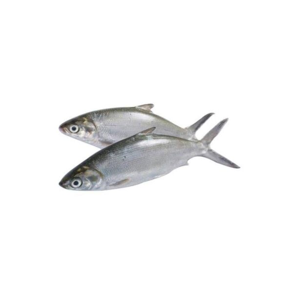 Bangus Dagupan Milkfish – 1KG