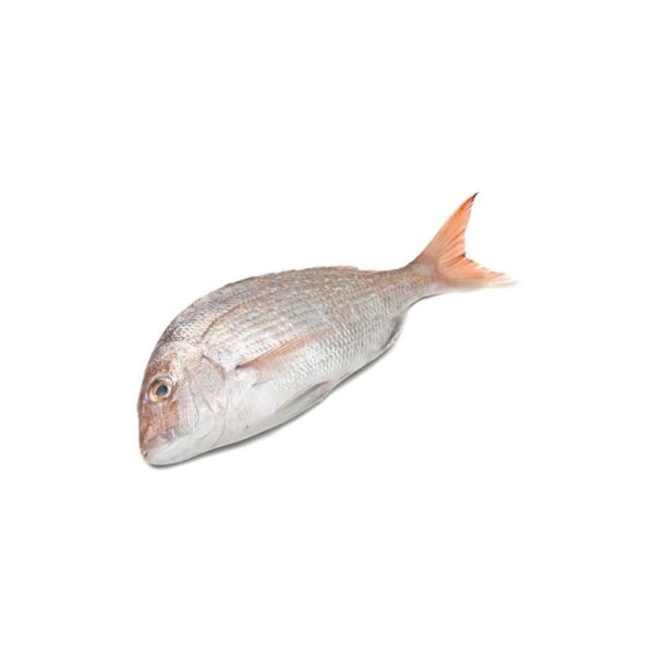 Betilya White Snapper – 1KG