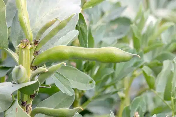 Baguio Beans (Green Beans)