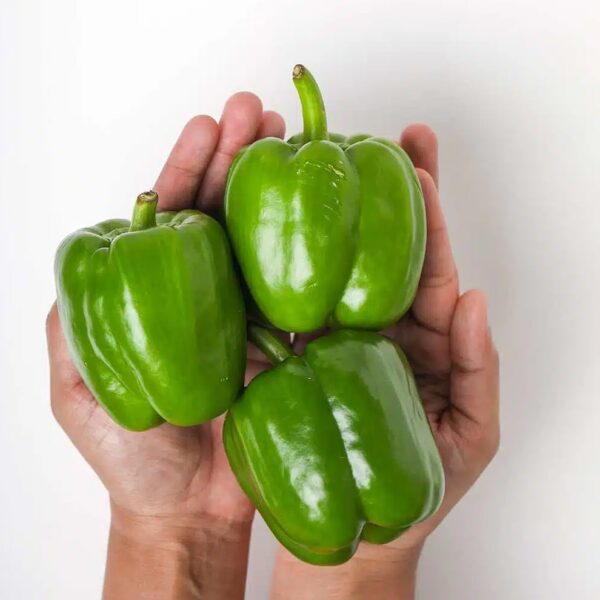 Green Bell Pepper2