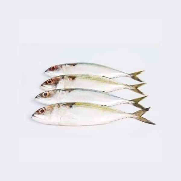 Hasa Hasa Short Mackerel – 1KG