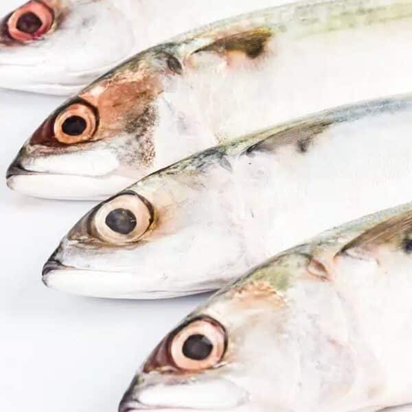 Hasa Hasa Short Mackerel – 1KG1