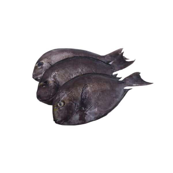 Labahita SurgeonFish – 1KG