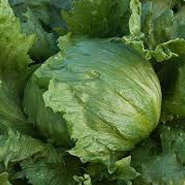 Lettuce Iceberg Lolo Roso 1